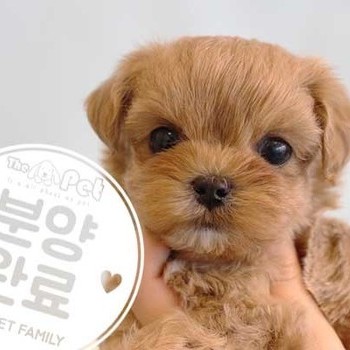 말티푸 ♂ 11.22 분양완료
