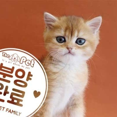 브리티쉬숏헤어 ♂ 10.18 분양완료