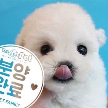 비숑프리제 ♂ 6.1 분양완료