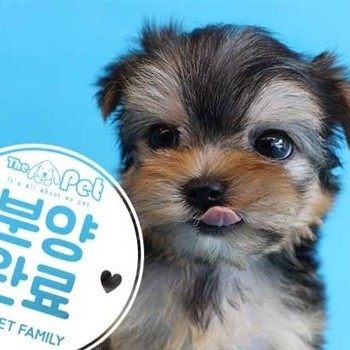 몰키 ♀ 5.4 분양완료