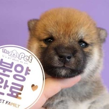 시바이누 ♀ 7.22 분양완료