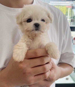 말티푸 분양후기 [24.9.15]