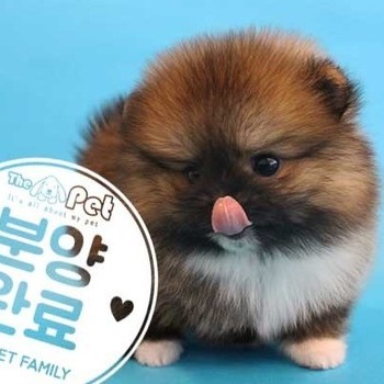포메라니안 ♀ 3.2 분양완료