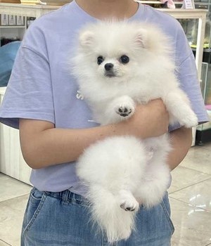 포메라니안 분양후기 [24.8.22]