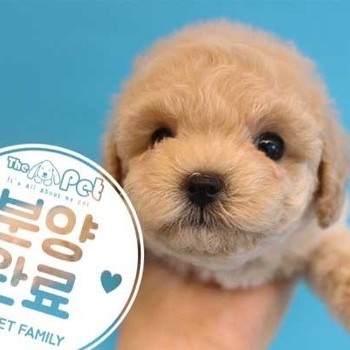 푸들 ♀ 7.5 분양완료