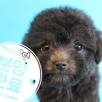 푸들 ♀ 6.19 분양완료