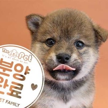 시바이누 ♀ 08.31 분양완료