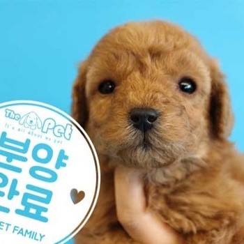 말티푸 ♀ 12.08 분양완료