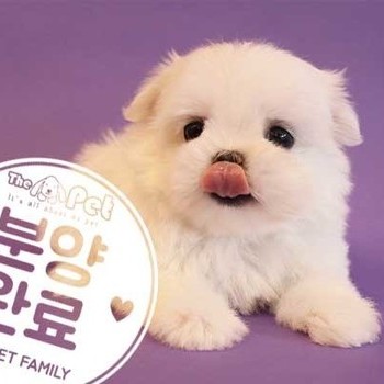 말티즈 ♀ 8.23 분양완료