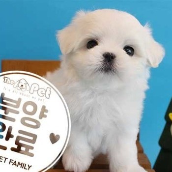 말티즈 ♂ 2.24 분양완료