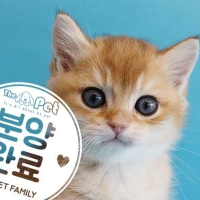 브리티쉬숏헤어 ♂ 12.05 분양완료