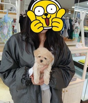 말티푸 분양후기 [24.10.18]