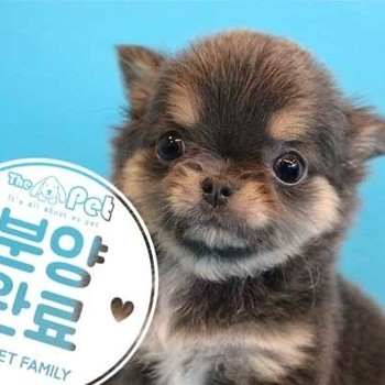 장모치와와 ♂ 1.27 분양완료
