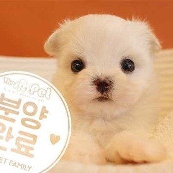 말티즈 ♂ 4.27 분양완료