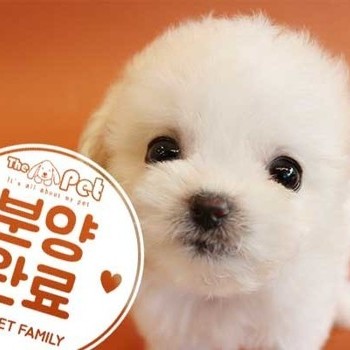 비숑프리제 ♀ 3.20 분양완료