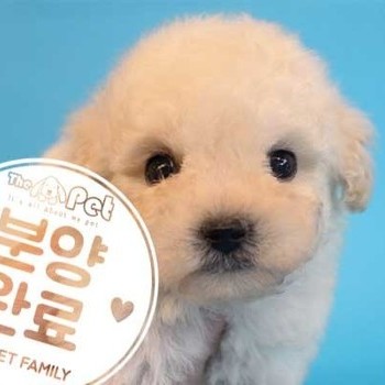 푸들 ♂ 7.4 분양완료
