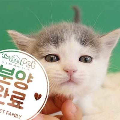 브리티쉬숏헤어 ♂ 09.27 분양완료