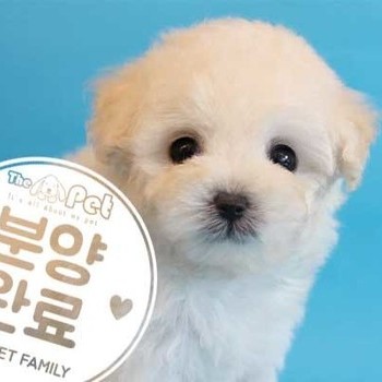 푸들 ♀ 3.29 분양완료