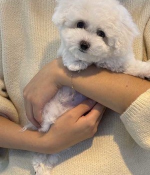 비숑프리제 분양후기 [24.11.8]