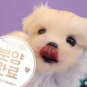 말티즈 ♀ 9.2 분양완료