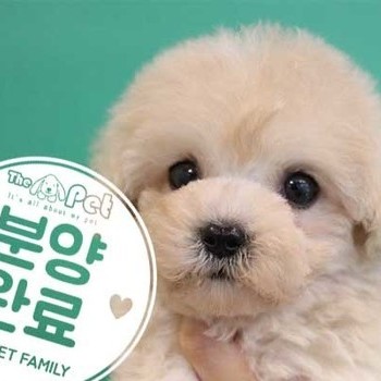 푸들 ♀ 09.15 분양완료
