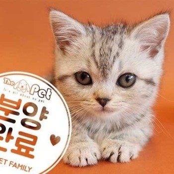 아메리칸숏헤어 ♀ 3.20