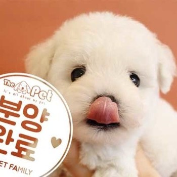 비숑프리제 ♂ 12.22 분양완료