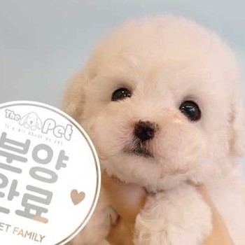 비숑프리제 ♀ 11.23 분양완료