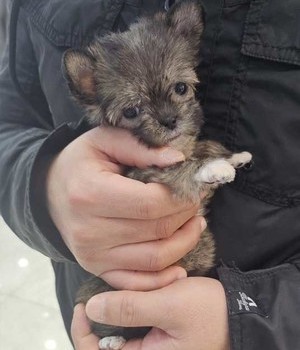 몰키 분양후기 [24.12.8]