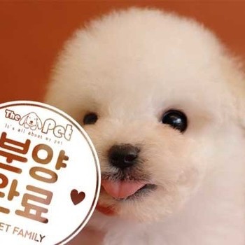 비숑프리제 ♂ 1.7 분양완료