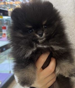 포메라니안 분양후기 [24.11.18]