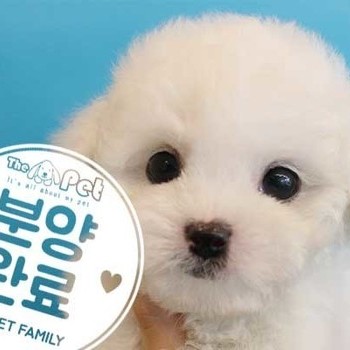 비숑프리제 ♂ 1.27 분양완료
