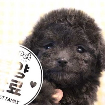 푸들 ♀ 09.02 분양완료