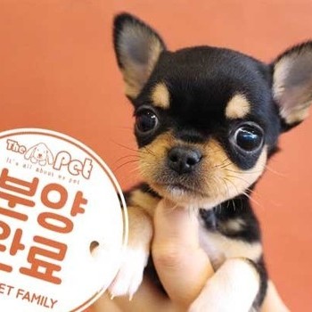 치와와 ♀ 10.21 분양완료