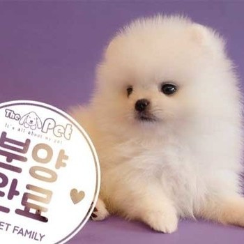 포메라니안 ♂ 8.1 분양완료