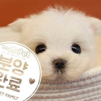 말티즈 ♂ 5.18 분양완료