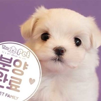 말티즈 ♂ 8.26 분양완료
