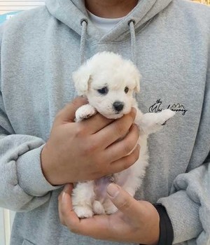 푸숑 분양후기 [24.11.4]