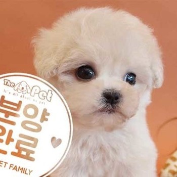 푸들 ♂ 5.11 분양완료