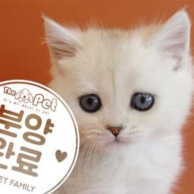 브리티쉬숏헤어 ♂ 3.19 분양완료