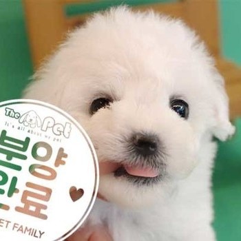 비숑프리제 ♂ 2.18 분양완료