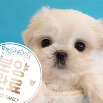말티즈 ♂ 11.11 분양완료