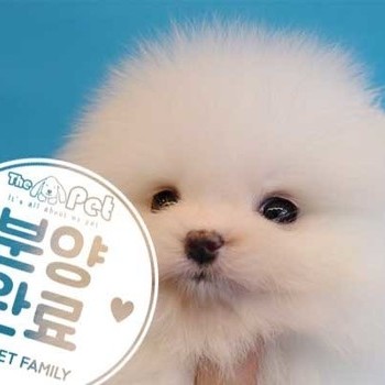 포메라니안 ♀ 8.9 분양완료