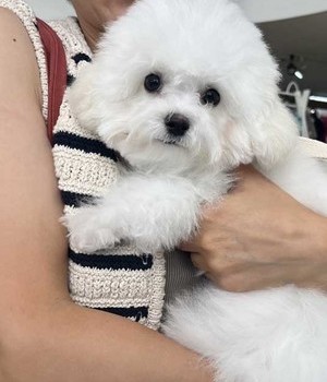 비숑프리제 분양후기 [24.8.17]