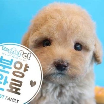 푸들 ♀ 3.28 분양완료