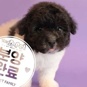 푸들 ♀ 7.20 분양완료