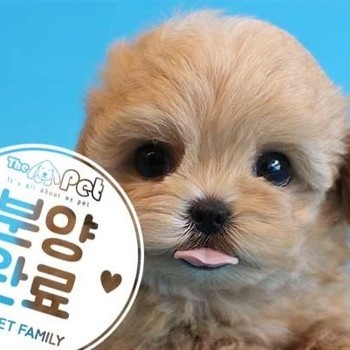 말티푸 ♂ 5.4 분양완료