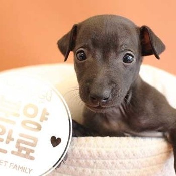 이탈리안그레이하운드 ♂ 12.1 분양완료