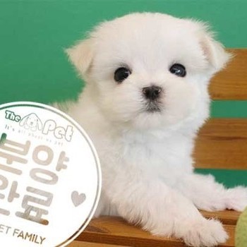 말티즈 ♂ 2.17 분양완료