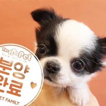 장모치와와 ♂ 9.6 분양완료